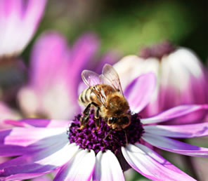 Attract and Provide for Pollinators with Your Landscape