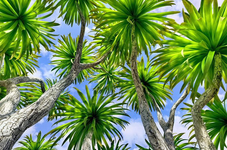 The Best Cold-Tolerant Palm Trees For Sarasota